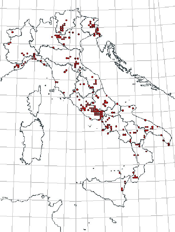 Polygonia egea, la farfalla cittadina